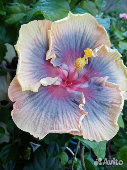 Сортовые гибискусы срез