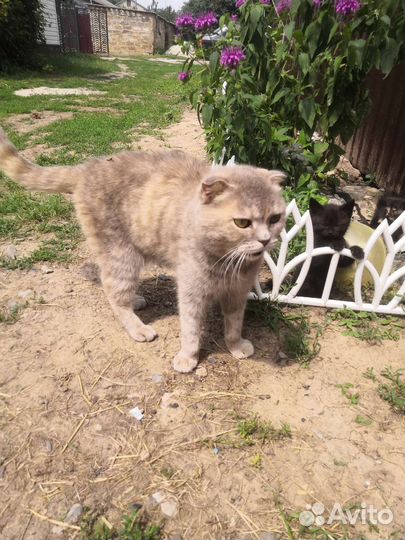 Кошка в дар бесплатно