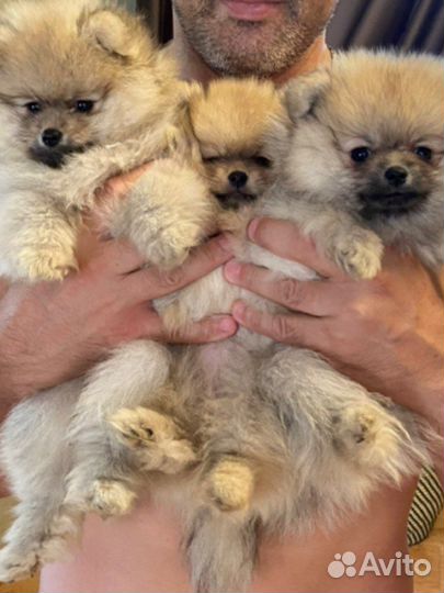 Померанский шпиц мини