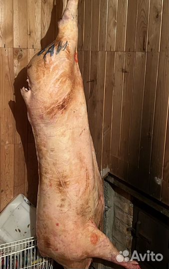 Мясо свинина