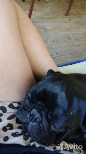 Мопс вязка мальчик