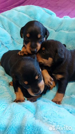 Щенки ягдтерьера