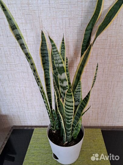 Сансевиерия (комнатное растение)