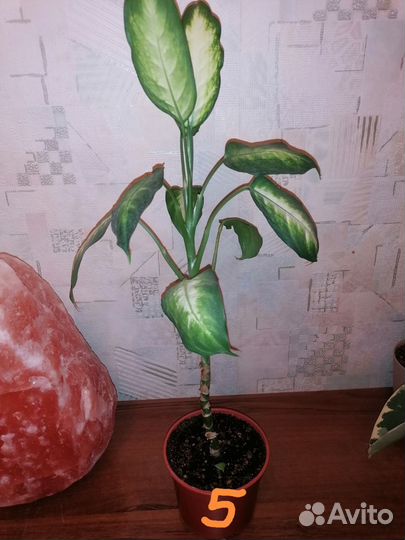 Диффенбахия Макулата Камилла