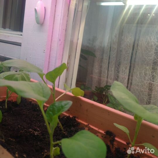 Перец, томаты, баклажаны, помидоры рассада