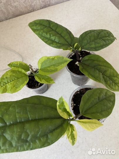 Клеродендрум Томпсона с салатовой вариегатностью