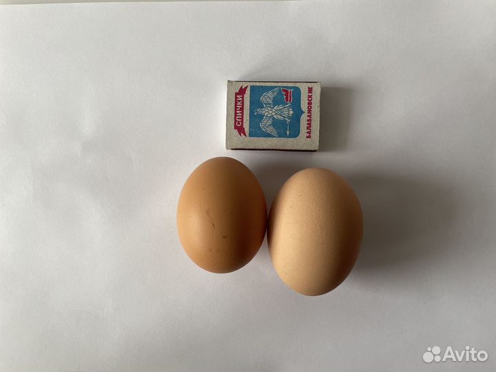 Куры несушки чешский доминант