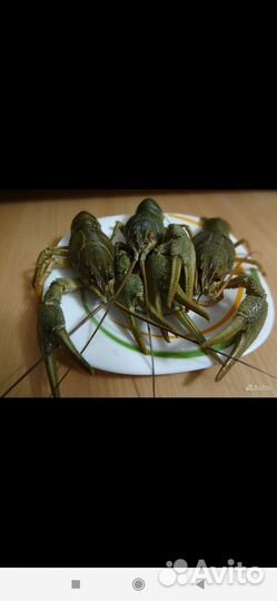 Живые раки сотрудничество с рыбаками