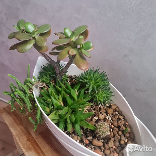 Композиция из суккулентов