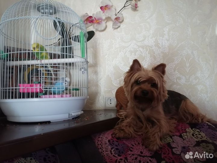 Йоркширский терьер мини щенки