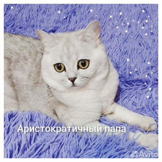 Шотландский котенок