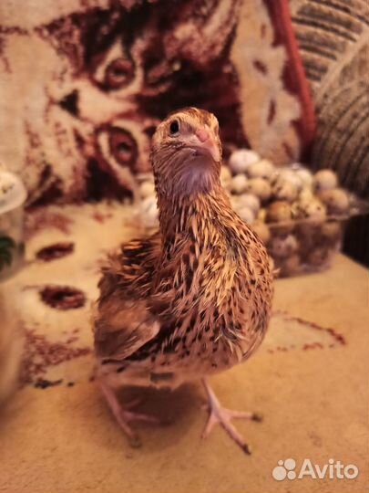 Перепелиные инкубационные яйца породы Угличская