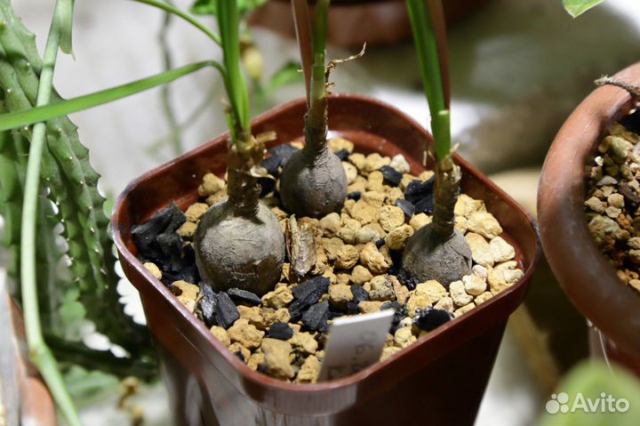 Зефирантес, семена