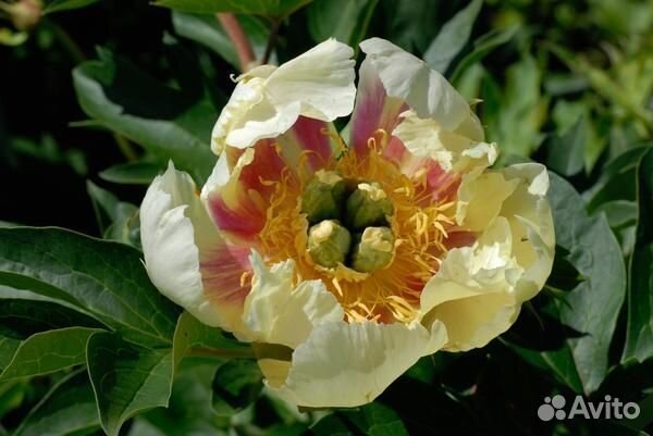 Жёлтые пионы саженцы