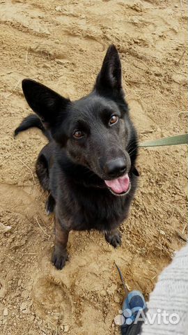 Чёрная красавица-собака в самые добрые руки