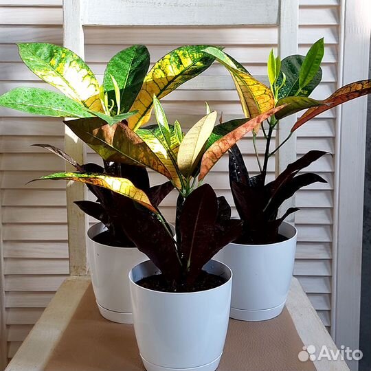 Кодиеум кротон Петра и Экселент