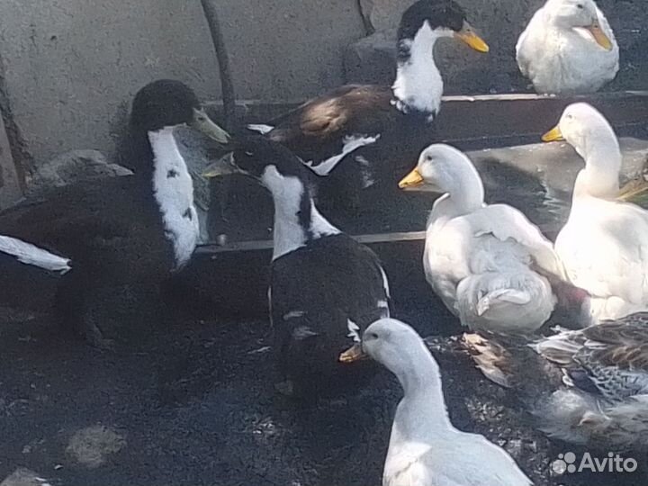 Утки муларды