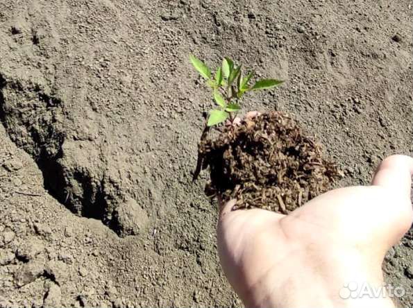 Подстилка конская (навоз конский с опилками) 50 ли