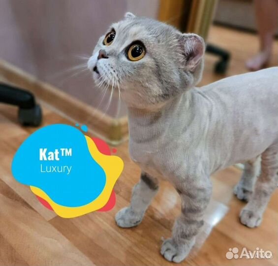 Стрижка кошек с выездом на дом. Грумер