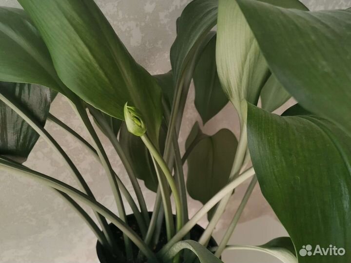 Эухарис амазонская лилия