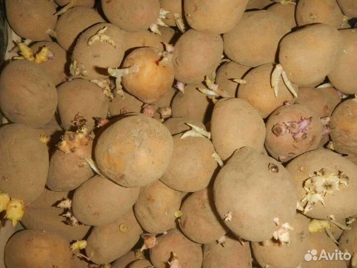 Картофель сорт Гала