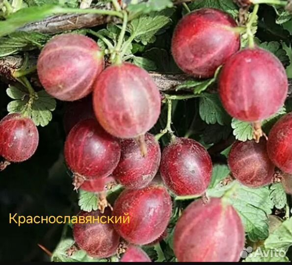 Саженцы крыжовник смородина жимолость