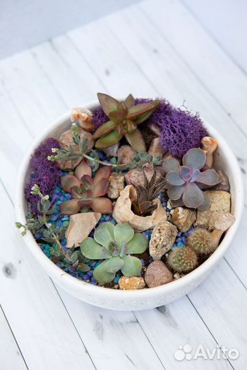 Суккуленты