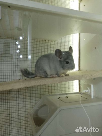 Шиншилла мальчик