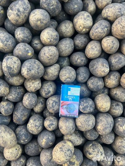 Картофель семенной