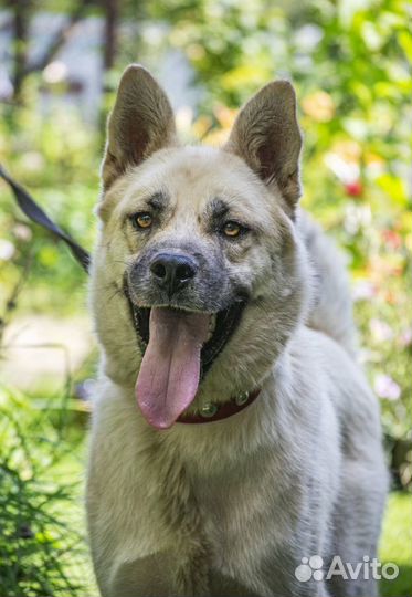 Самурай - фенотип акиты в добрые руки