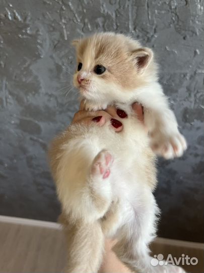 Рыжий котик