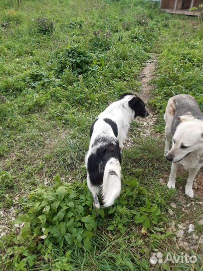 Шикарный парень в поиске семьи