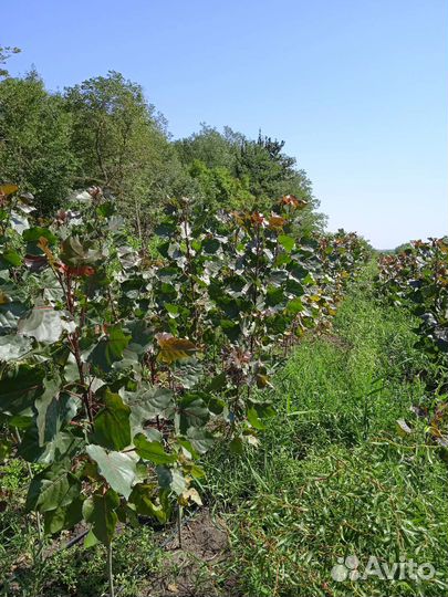 Тополь красный дельтовидный Пурпл Тауэр