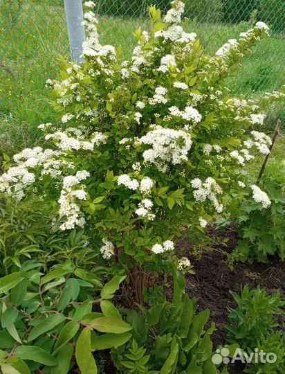 Спирея Вангутта