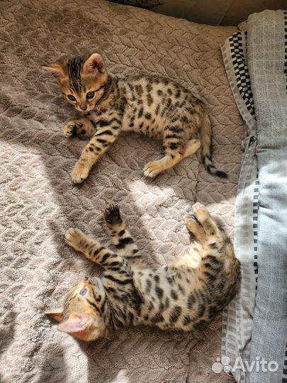 Котёнок бенгальский