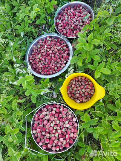 Клубника луговая