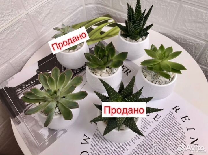 Суккуленты в горшочках