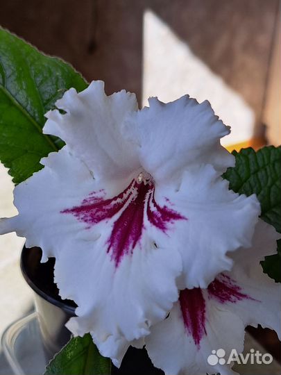 Стрептокарпус