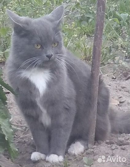 Кошка в дар