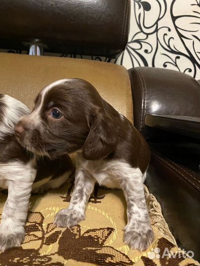 Щенки русского спаниеля