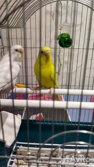 Попугайчики