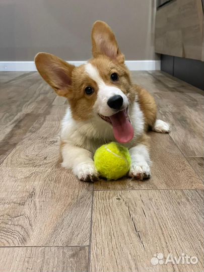 Вельш-корги пемброк