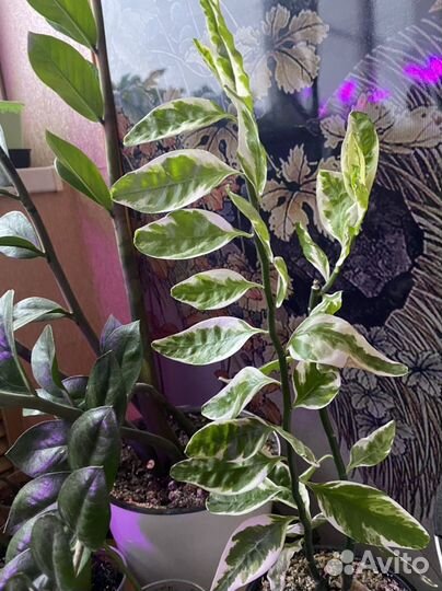 Педилантус