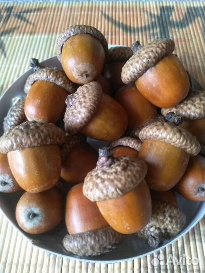 Жёлуди красного дуба