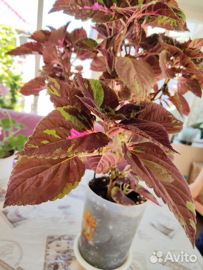 Кодекс аватар