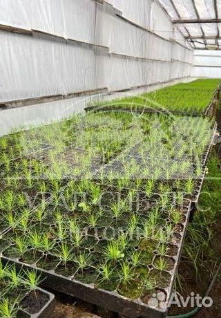 Сеянцы на лесовосстановление Ель Голубая зкс