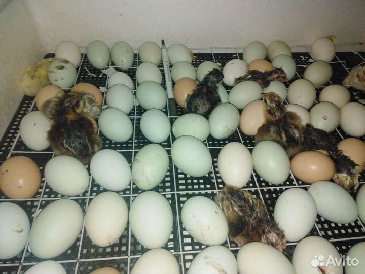 Цыплята суточные из красивых яиц