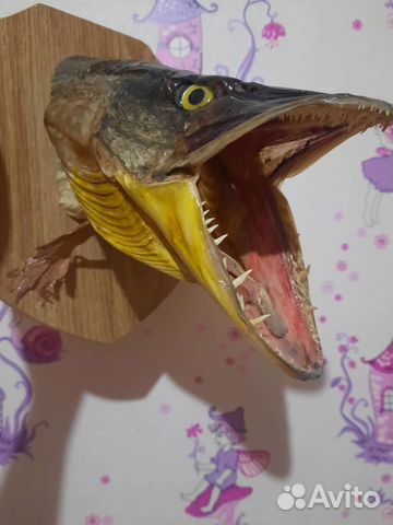 Чучело головы щуки