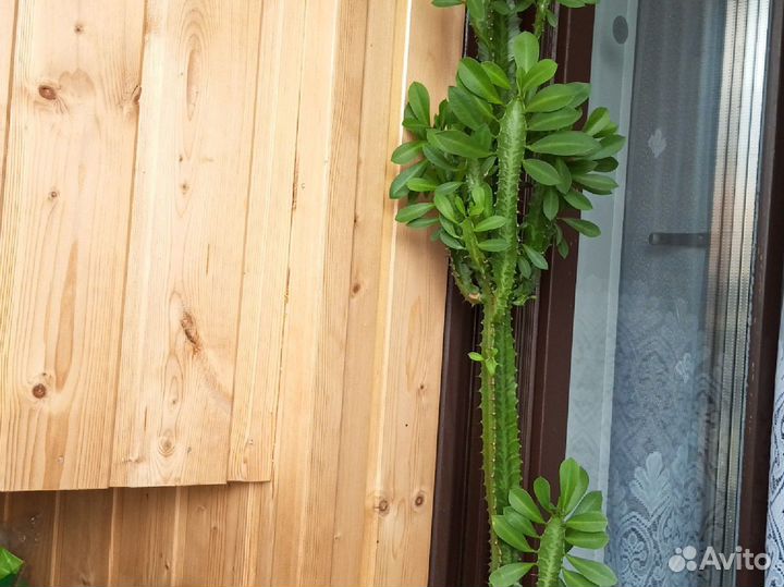 Молочай трехгранний