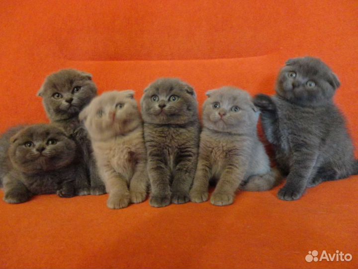 Толстощекая Крупная Порода Медвежьего Типа